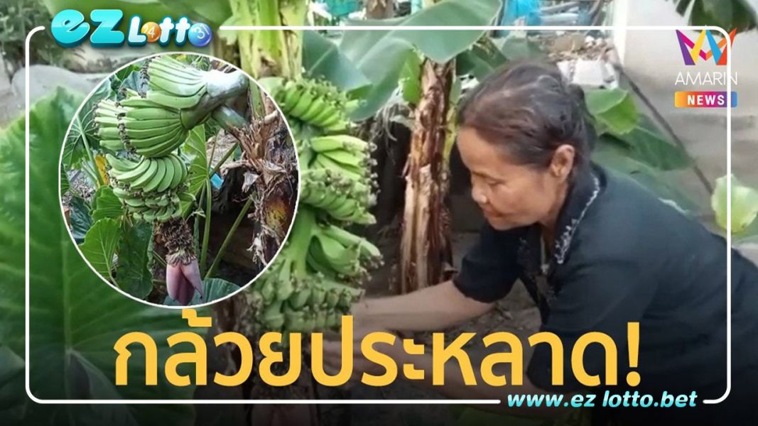 แห่ส่องเลขเด็ด! กล้วยประหลาดแตกหน่อกลางลำต้น ออกลูกคล้ายพญานาค
