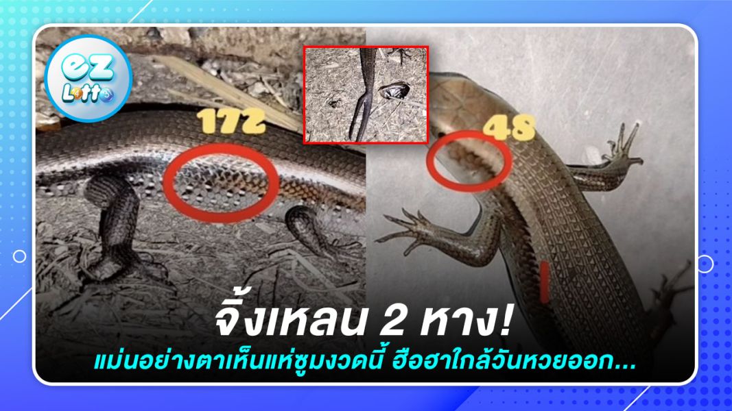 ฮือฮาหวยจิ้งเหลน 2 หางให้โชค 4 งวดติด เลขเด็ด คือ