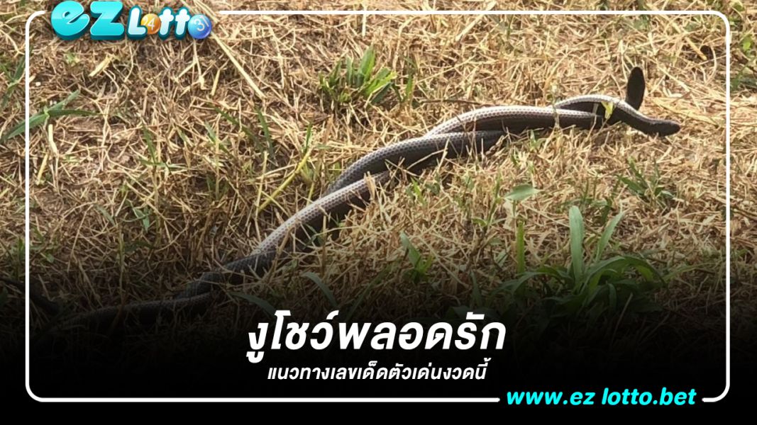 ชาวบ้านมุงดู "งูโชว์พลอดรัก" หน้าร้านโจ๊กชื่อดัง เชื่อ "เลขเด็ด"