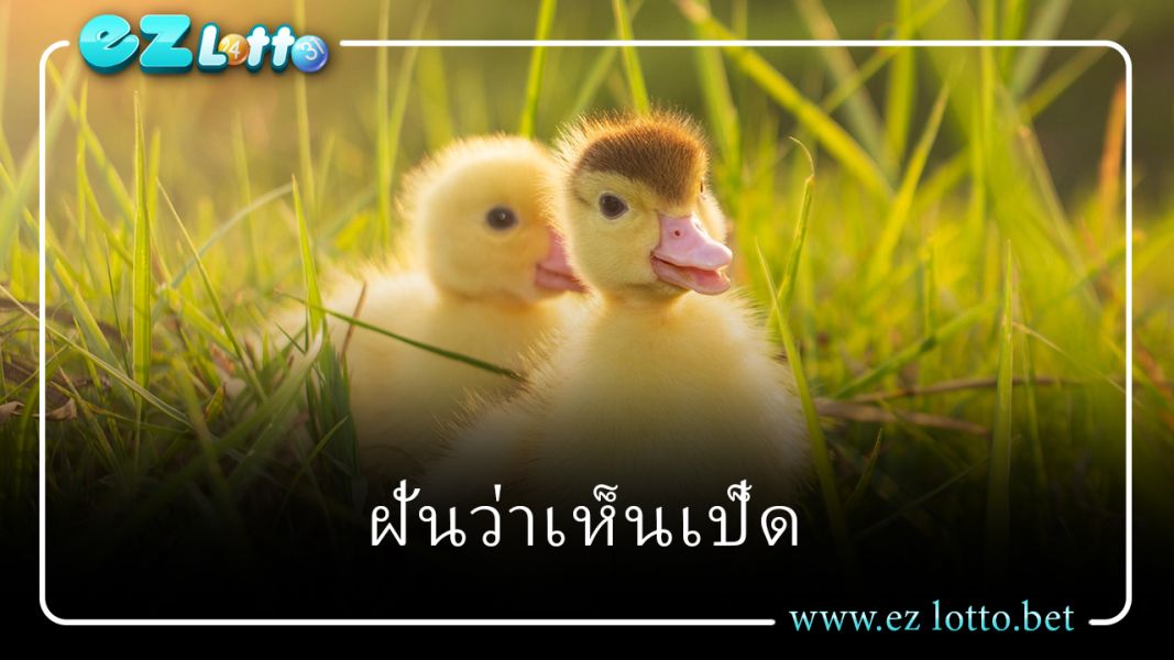 เปิดความหมาย 'ฝันเห็นเป็ด' และเลขเด็ดคืออะไร