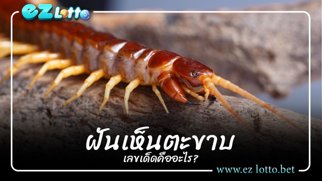 เปิดตำราทำนายฝัน "ฝันเห็นตะขาบตัวใหญ่" จะมีโชคลาภหรือไม่?