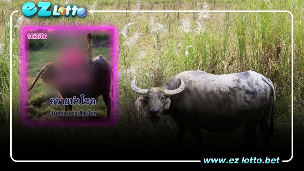 หวยควายนำโชค 16 ก.พ. 23. วิธีที่จะชนะ 2 หมายเลข เกาะติดเลขเด็ดงวดที่แล้ว