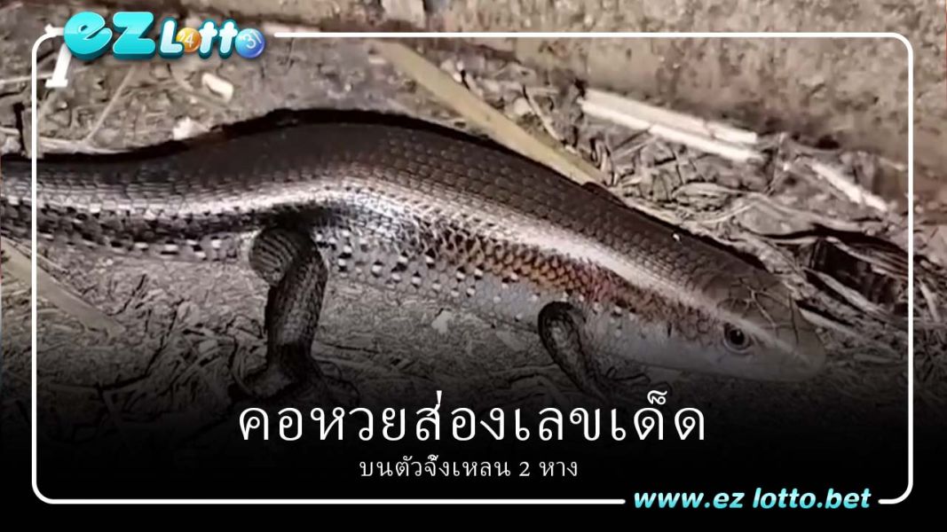 คอหวยส่อง เลขเด็ด บนตัวจิ้งเหลน 2 หาง