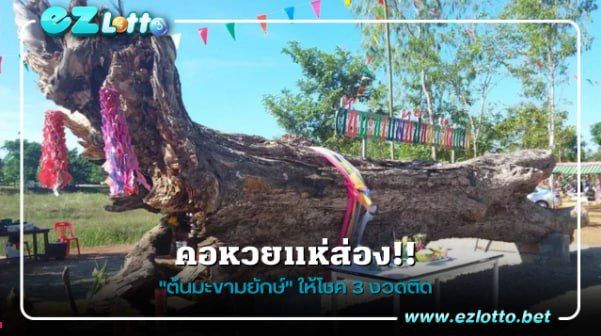 คอหวยอึ้ง "ต้นมะขามยักษ์" อายุกว่า 1,000 ปี นักเสี่ยงโชคแห่ส่องเลขเด็ดหลังให้โชค 3 งวดติด