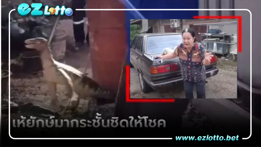 ยายสะดุ้ง เจอ “เห้ยักษ์” อ้าปากวิ่งใส่ให้โชค กู้ภัยฯ ส่องเลขเด็ด 2 ตัว
