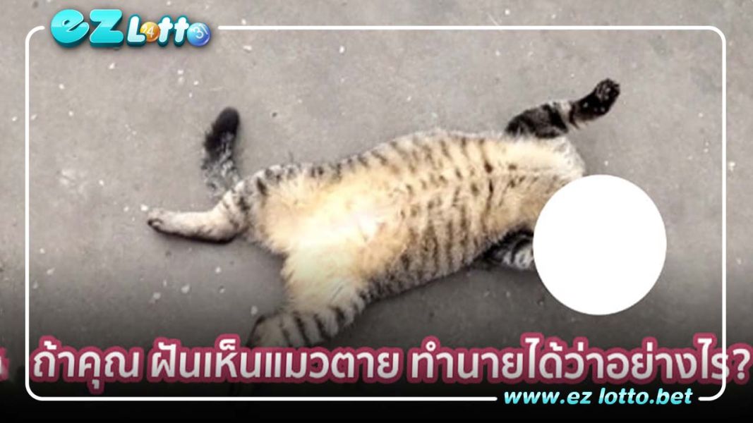 ถ้าคุณ ฝันเห็นแมวตาย ทำนายได้ว่าอย่างไร?