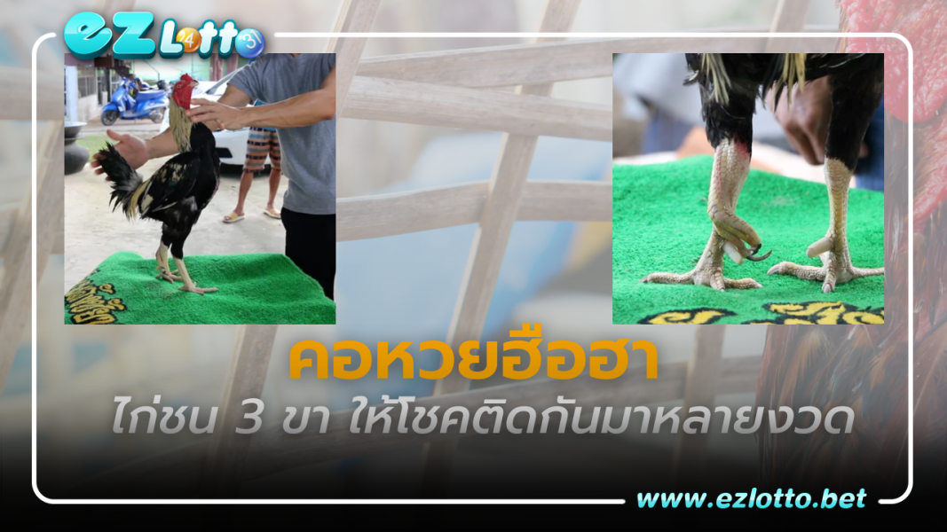 คอหวยฮือฮา!! ไก่ชน 3 ขา ให้โชคคนงานในฟาร์มติดกันมาหลายงวด