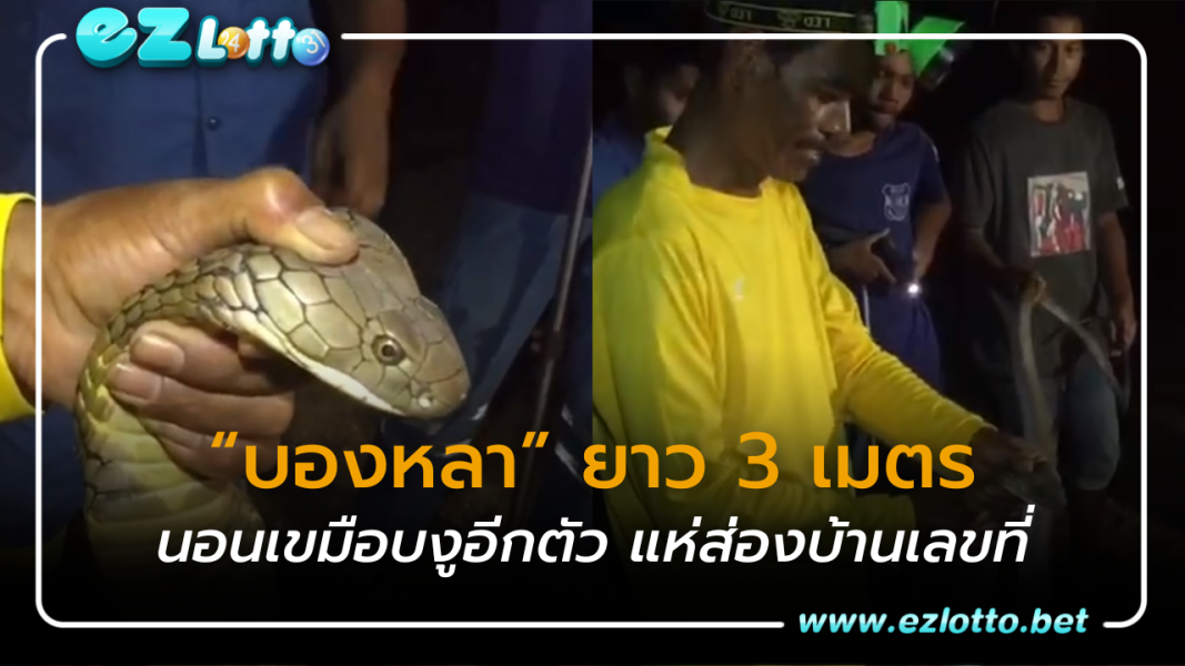 คอหวย!! แตกฮือ“บองหลา” ยาว 3 ม.  นอนเขมือบงูอีกตัว แห่ส่องบ้านเลขที่