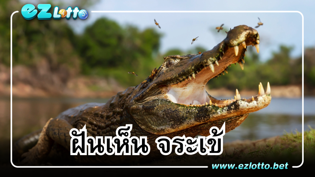 คำทำนาย ฝันเห็นจระเข้ จำเป็นต้องแก้บนจริงหรือไม่? พร้อม เลขเด็ด จากความฝัน