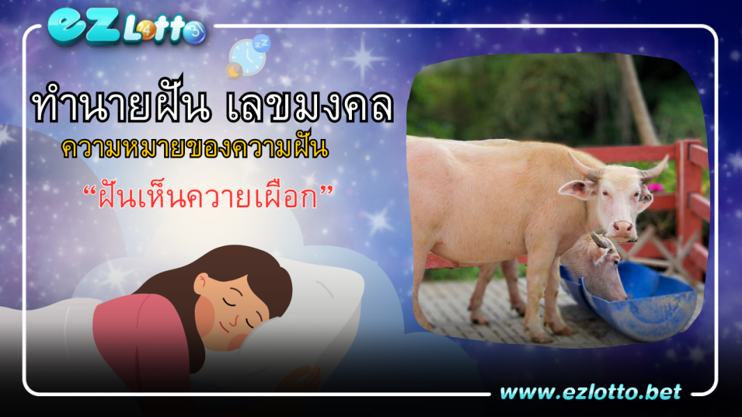 ฝันเห็นควายเผือก หมายความว่าอย่างไร? พร้อมเลขเด็ด ให้โชค