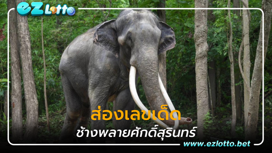 ส่องเลขเด็ด พลายศักดิ์สุรินทร์ ช้างทูตสันถวไมตรี กลับมาสู่อ้อมกอดผืนแผ่นดินประเทศไทย