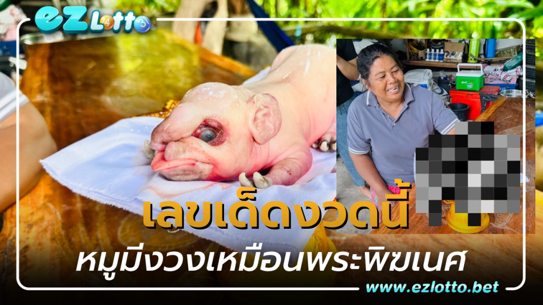 คอหวยฮือฮา หมูมีงวงเหมือนพระพิฆเนศ  แห่ขอ  “เลขเด็ด”