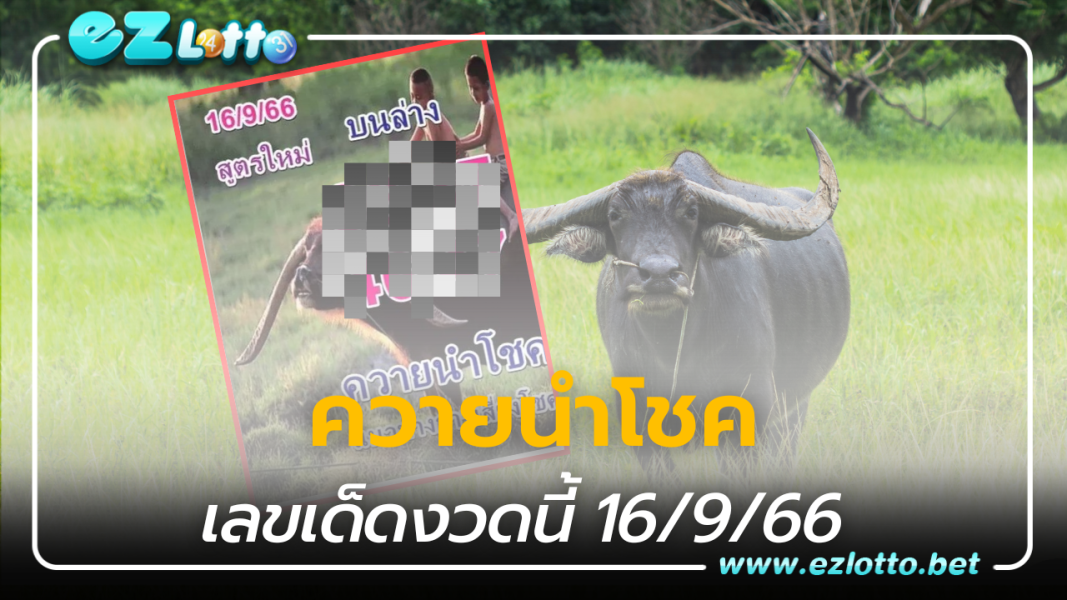 เลขเด็ด ควายนำโชค หวยงวด 16 ก.ย. 66