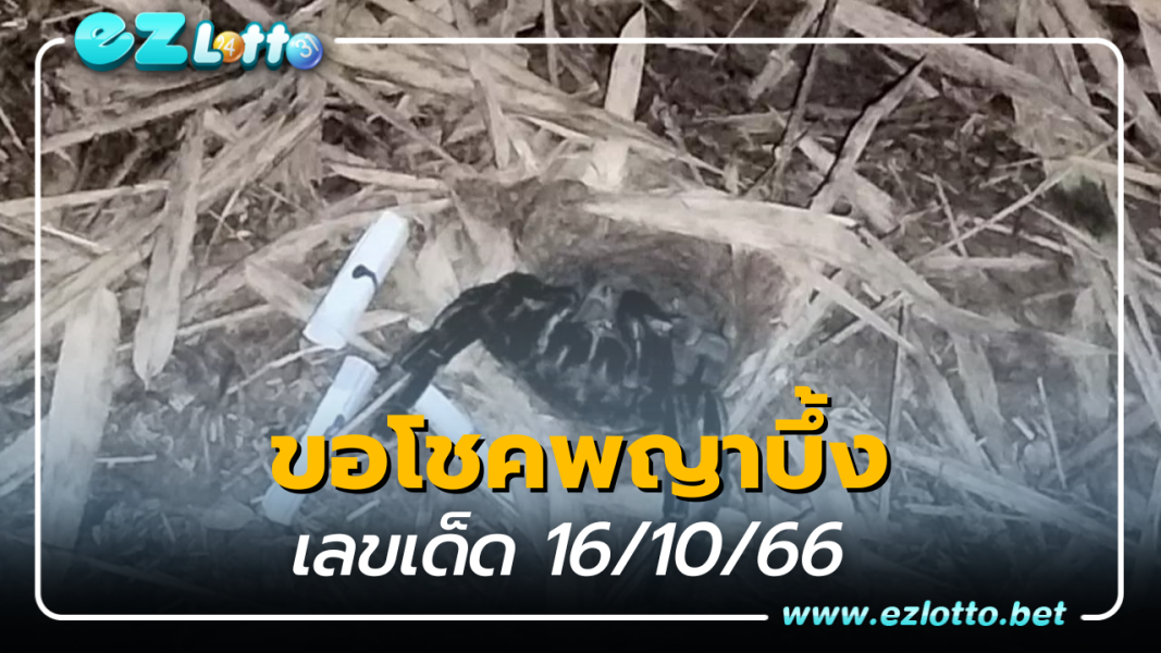 คอหวยทำพิธีขอโชค พญาบึ้ง เลขเด็ดงวด 16/10/66