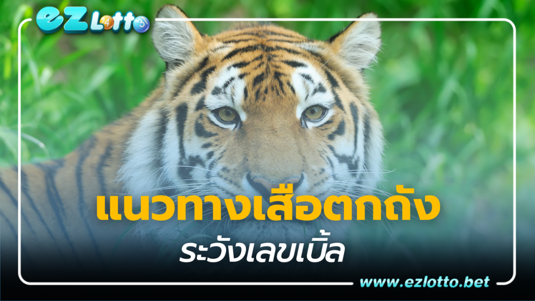 เสือตกถังพลังเงินดี แนวทางรวยด้วยเลขเบิ้ล งวด 16 พ.ย. 66