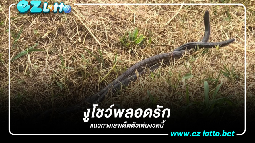 งูโชว์พลอดรัก หน้าร้านโจ๊กชื่อดัง เชื่อ เลขเด็ด 2