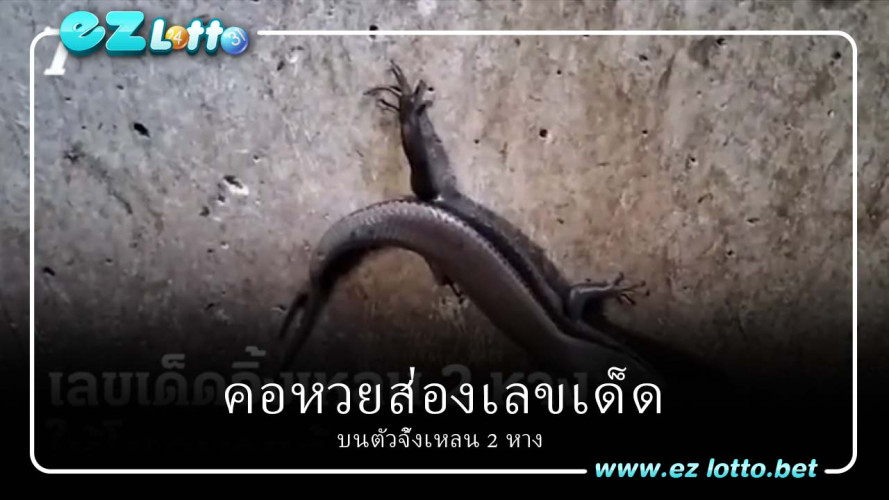 งวดนี้คอหวยบอกว่า เมื่อส่องที่บริเวณลำคอของจิ้งเหลน พบเลข 58, 172 และ 18 จึงพากันจดเลขเพื่อไปหาซื้อลอตเตอรี่ โดยหวังว่า เจ้าจิ้งเหลน 2 หางจะให้โชคเป็นงวดที่ 6 ติดต่อกัน ซึ่งเรื่องนี้ เป็นความเชื่อของแต่ละคน.
